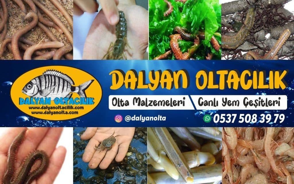 OltaYemi.com.tr | Canlı Yem, Donuk Yem ve Profesyonel Surf Casting Takımları