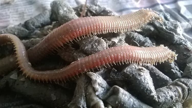 Boru Kurdu Dalyan Oltacılık'ta