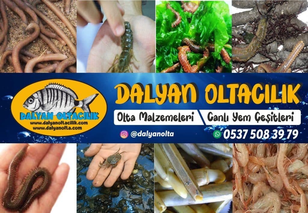 oltayemi, oltayemi.com.tr, olta yemi, canlı yem, canlı balık yemi, donuk yem, canlı sülünez, mamun, bibi, boru kurdu, kaya kurdu, teke, canlı midye, lugworm, çin kurdu, donuk sardalya, donuk hamsi, donuk karides, donuk kalamar, surf casting takımları, dip takımları, paternoster takımı, ikili askı takımı, tek iğneli uzun köstek, glow boncuklu takım, urfe rig, rabeira rig, trave lungo, trave corto, trave scorrevole, levrek takımı, çipura takımı, mırmır takımı, eşkina takımı, Dalyan Oltacılık, Beylikdüzü balıkçılık, toptan canlı yem, perakende canlı yem